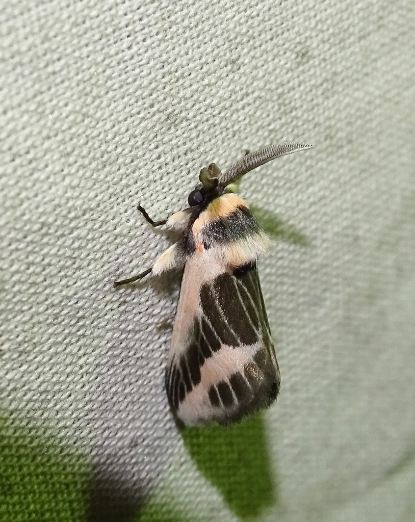 Mesoscia pascora