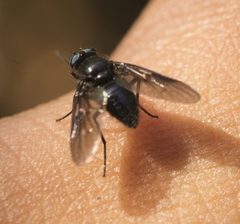 Dasyomma caeruleum