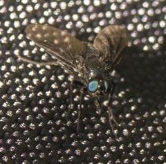 Dasyomma caeruleum