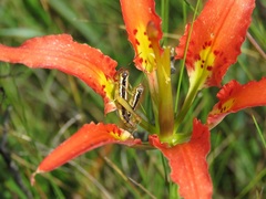 Lilium catesbaei image