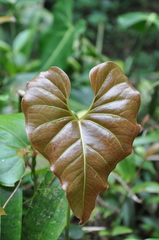Anthurium laevum
