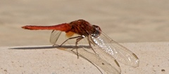 Crocothemis erythraea