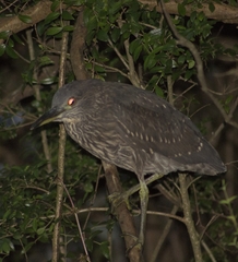 Nycticorax nycticorax obscurus