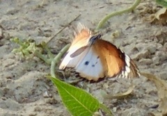Danaus chrysippus alcippus