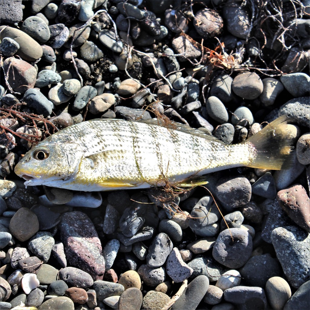 Striped drum (Umbrina broussonnetii) — Sciaenidae