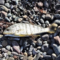 Umbrina coroides