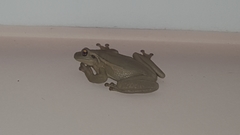 Trachycephalus mesophaeus