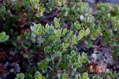 Arctostaphylos pacifica