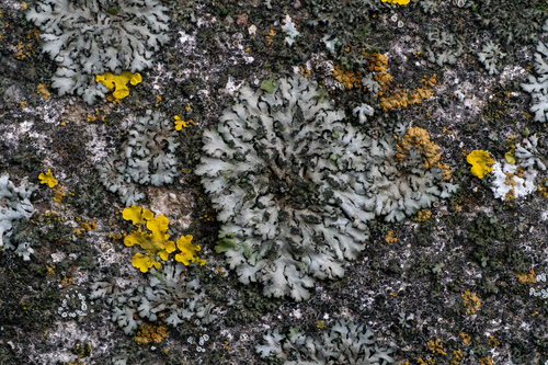 fyscia okrúhla (Phaeophyscia orbicularis)