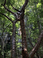 Commiphora leptophloeos
