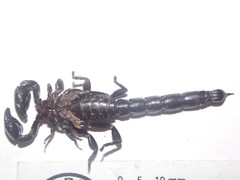 Bothriurus bonariensis