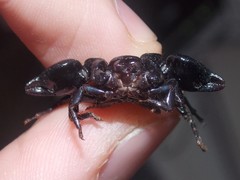 Bothriurus bonariensis