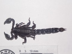 Bothriurus bonariensis