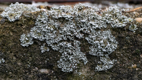 fyscia brvitá (Physcia adscendens)