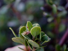 Arctostaphylos pacifica