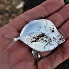 Selene setapinnis