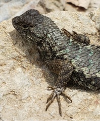 Sceloporus occidentalis