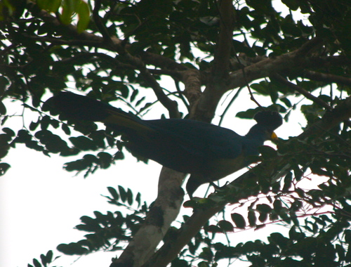 Corythaeola cristata