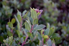 Arctostaphylos pacifica