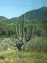 Trichocereus chiloensis chiloensis