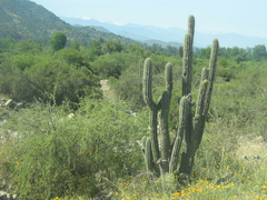 Trichocereus chiloensis chiloensis