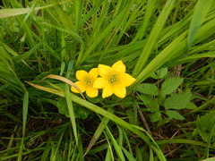 Caltha sibirica