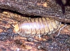 Cylisticus convexus