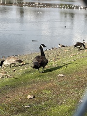 Branta canadensis