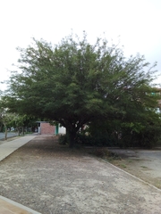 Prosopis chilensis