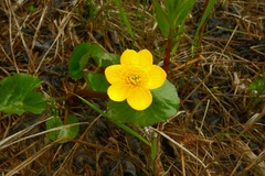 Caltha sibirica