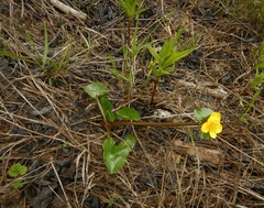 Caltha sibirica