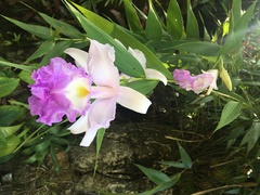 Sobralia macrantha