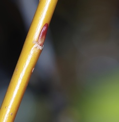 Salix × fragilis vitellina