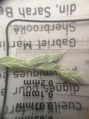 Festuca rubra commutata