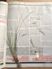Festuca rubra commutata