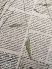 Festuca rubra commutata