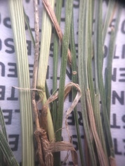 Festuca rubra commutata