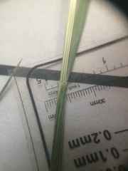 Festuca rubra commutata