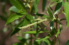 Salix × fragilis vitellina