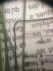 Festuca rubra commutata