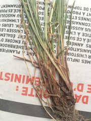 Festuca rubra commutata