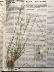 Festuca rubra commutata