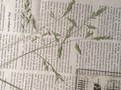 Festuca rubra commutata