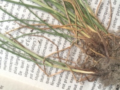 Festuca rubra commutata