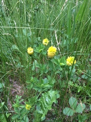Festuca rubra commutata