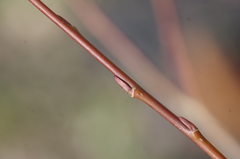 Salix × fragilis vitellina