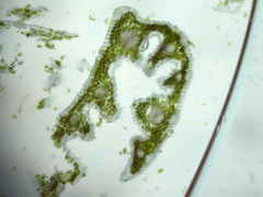 Festuca rubra commutata