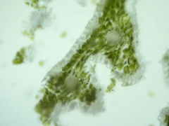 Festuca rubra commutata