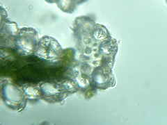 Festuca rubra commutata