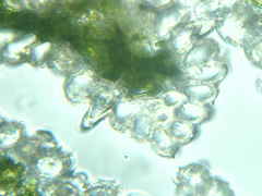 Festuca rubra commutata